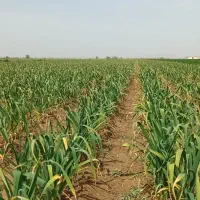 علف زنی سیر