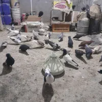به خاطر مشکل مالی میخوام کبوتر هارو بفروشم