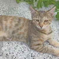 واگذاری گربه|گربه|مشهد, آبکوه|دیوار