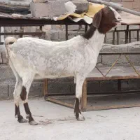 بز اسرائیلی دروشت مایه بلند