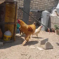 خروس برهما