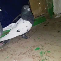 تعدادی کبوتر تکی و جفتی..بم .کامل بخونید