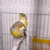 قناری جفت نر و ماده