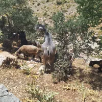 معاوضه بز با میش