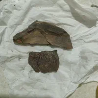 چند تا سنگ فسیلی  باستانی