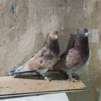 کفتر کبوتر سرور آتشی چاپی کاکلی پاپر شازده سرور