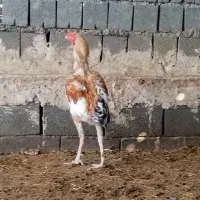 خروس لاری|حیوانات مزرعه|تربت جام, جلگه موسی آباد|دیوار