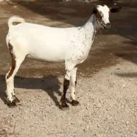 اهویی صلال|حیوانات مزرعه|بافت, |دیوار