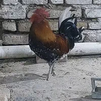 مرغ و خروس گلین اصل کرچ و جوجه دار (خاص پسند )|حیوانات مزرعه|شیراز, آبزنگی|دیوار