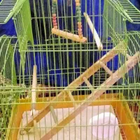 قفس جاداربالوازم