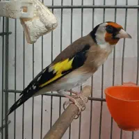 سهره یا سره جوجه خاکی