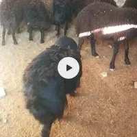 گوسفند و حیوانات مزرعه