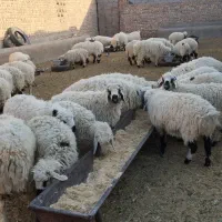 بره پر و چاق|حیوانات مزرعه|کورین, |دیوار