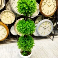 درختچه کد 080