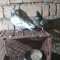 سلام کبوتر به شرط میدم