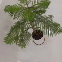 گل کاج|گل و گیاه طبیعی|قائن, |دیوار