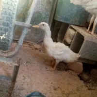 اردک و جوجه|حیوانات مزرعه|کازرون, |دیوار