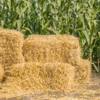 کاه و کلش گندم درجه ۱