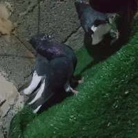 اشعل ماده دم سفید ماده ۲ عدد