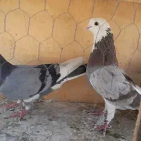 کفتر . کبوتر پرشی با ظمانت|پرنده|تهران, بیسیم|دیوار
