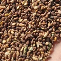 خریداری و فروشی سمسم اشتری انواع کنجد نقدی