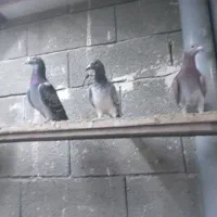 کبوتر پلاکی نروماده