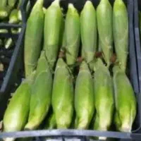 شیر بلال