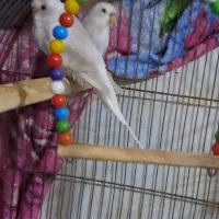 فروش مرغ عشق وفنج|پرنده|سمنان, |دیوار