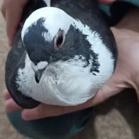 کبوترابلق|پرنده|اهواز, کوی رمضان|دیوار