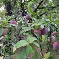 فوری زیر قیمت باغ ۳۲۰ متر با درختان چند ساله بارده