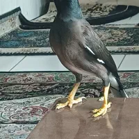 مرغ مینا