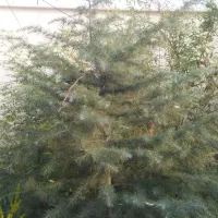 درخت کاج ویژه کر یسمس