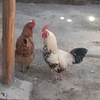 مرغ خروس محلی