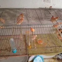 قناری موزاییکی