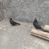 کفتر زاغ|پرنده|فلاورجان, |دیوار