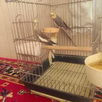 عروس هلندی بازیگوش|پرنده|قرچک, باقرآباد|دیوار