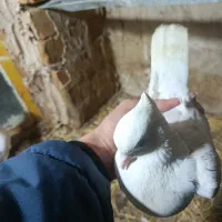 جفت نرماده خوشونه