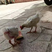 دو عدد جوجه سه ماهه