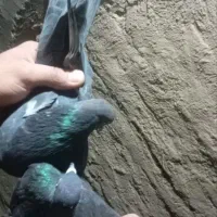 کفتر خوب|پرنده|یزد, |دیوار