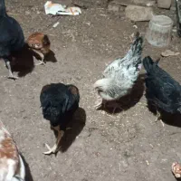 مرغ و خروس|حیوانات مزرعه|مهدی شهر, |دیوار