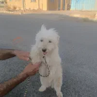 سگ خانگی