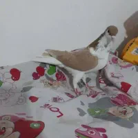 کلاغ قشنگ|پرنده|نیشابور, گنبد سبز|دیوار