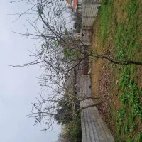 ۲۱۰ متر زمین/سند تک برگ/ساحلی پره سر
