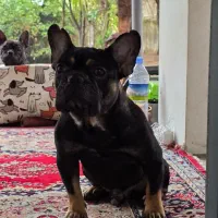 فرنچ بولداگ نر و ماده|سگ|فردیس, نسترن غربی|دیوار