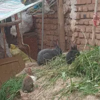 خرگوش در شوط