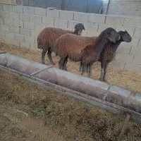بره ماده خوشکل قلمدار|حیوانات مزرعه|مشهد, اروند|دیوار