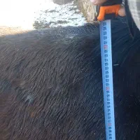 قاطرماده اروم