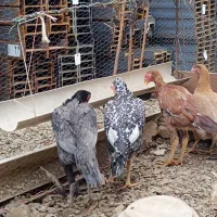 فروش مرغ و خروس لاری|حیوانات مزرعه|مریوان, |دیوار