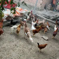 بوقلمون بوربون و مرغ محلی