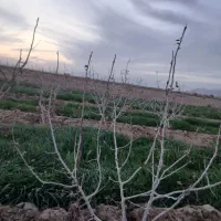 گندم فروشی|عمده‌فروشی|زیرکوه, |دیوار